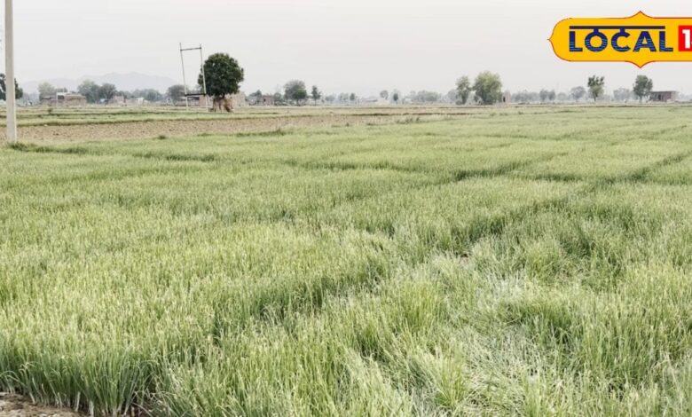 राजस्थान में यहां शुरू हुई प्याज कण की खेती, नासिक के बीज पर निर्भरता कम, किसान खुद बीज कर रहे तैयार