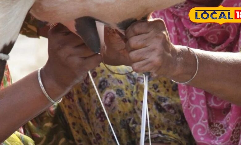 Feeding these kitchen items in summer increases the milk production of cows and buffaloes, the effect will be visible in a week