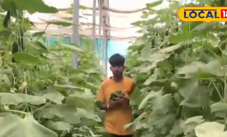 Agriculture News: किसान के लिए खीरा बना हीरा, लाखों रुपए कमाकर हो रहा मालामाल, जानें कैसे
