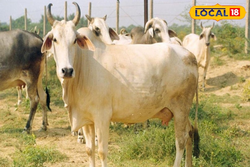 गाय