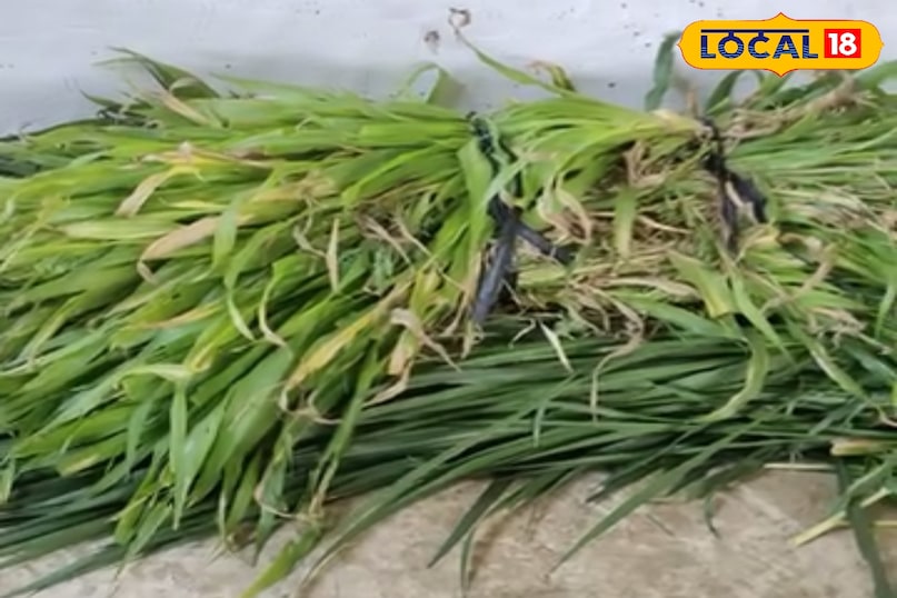 नेपियर घास