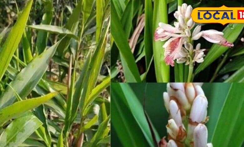 Now No Need to Buy Cardamom from the Market – Grow Fresh Cardamom at Home with This Easy Method – News18 हिंदी