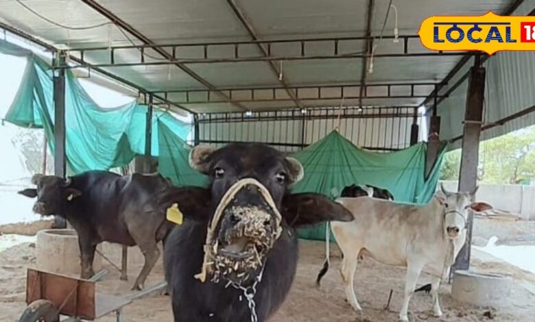 Animal keepers should take note: Do this now to save animals from diseases, otherwise you will have to build a house for a doctor later and spend thousands of rupees