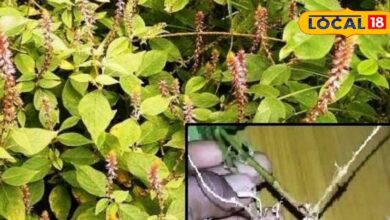 This ancient herb very beneficial for body relieving joint pain
