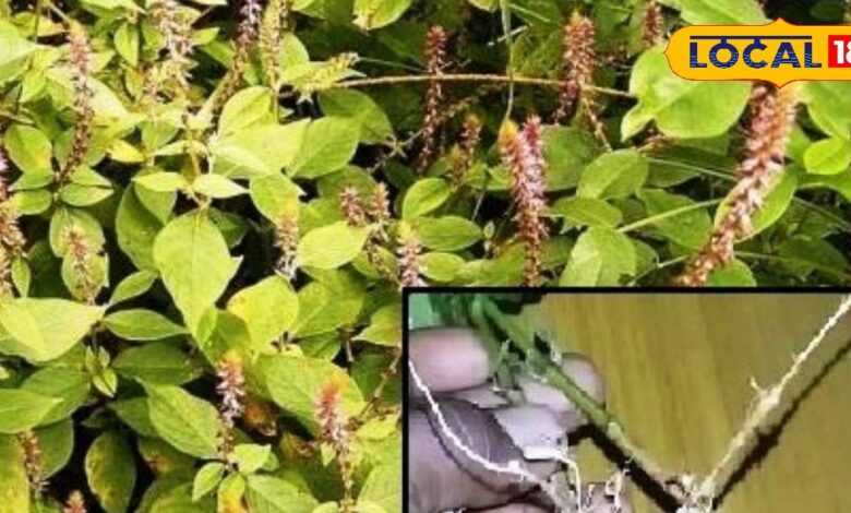 This ancient herb very beneficial for body relieving joint pain