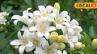 The Heavenly Flower That Graces Earth with Fragrance, Fills Homes with Joy, and Heals Body and Soul Alike" – News18 हिंदी