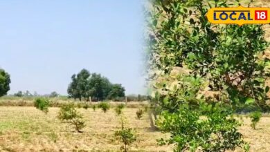 From rocky land to fragrance of lemons know farming tips