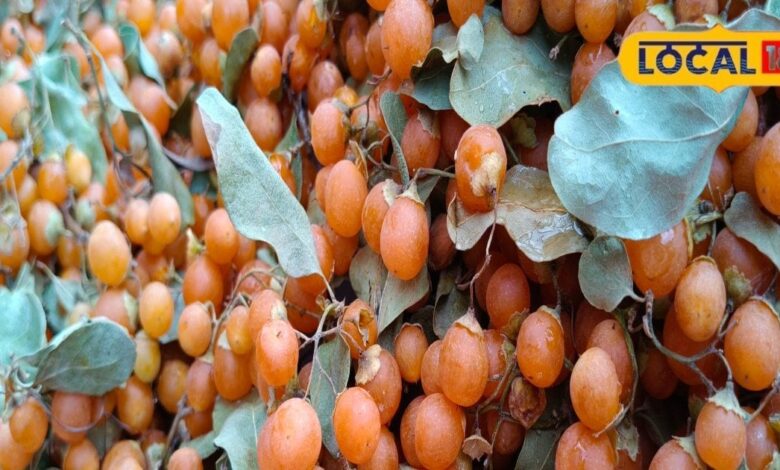 220/KG बिक रहा ये देसी सुपरफ्रूट, राजस्थान की गर्मी में करता है कमाल, जानें