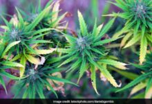 30,000 Secretly Grown Marijuana Plants Destroyed In Turkey: Report