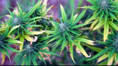 30,000 Secretly Grown Marijuana Plants Destroyed In Turkey: Report