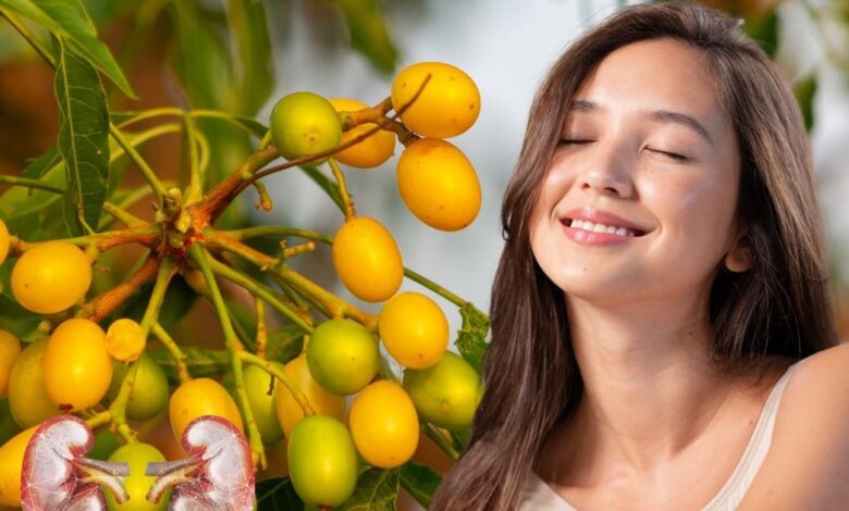 5 amazig health benefits of Neem Seeds nimboli for Kidney and Skin know more benefits in hindi | आने वाला है इन 'अमृत समान बीजों' का मौसम, बालों से लेकर किडनी तक के लिए रामबाण! एक्सपर्ट से जानें 5 बड़े फायदे
