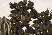5 amazing health benefits of Baghnakhi medicinal plant kala bichua ke fayde in hindi | रहस्यमय गुणों से भरपूर है यह बरसाती पौधा, इस्तेमाल से सेहत को होंगे लाभ ही लाभ! बिच्छू झाड़ी के नाम से फेमस