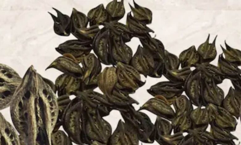 5 amazing health benefits of Baghnakhi medicinal plant kala bichua ke fayde in hindi | रहस्यमय गुणों से भरपूर है यह बरसाती पौधा, इस्तेमाल से सेहत को होंगे लाभ ही लाभ! बिच्छू झाड़ी के नाम से फेमस