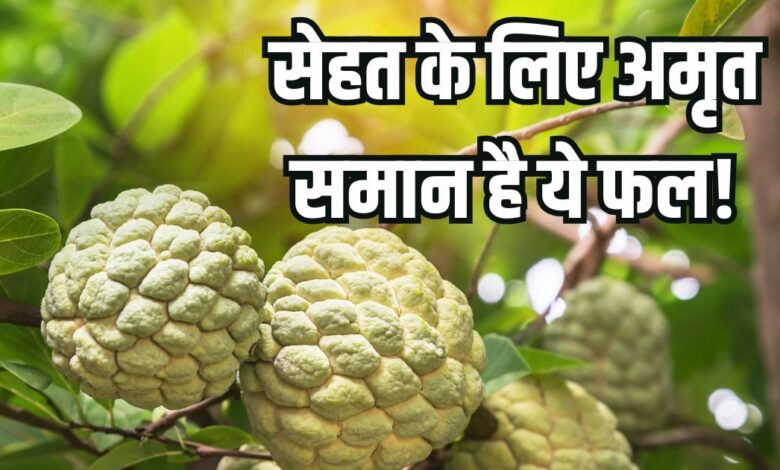 7 Medicinal Benefits of Custard Apple for Heart Bones and Skin or more sarifa khane ke fayde in hindi | जवानी में ही कमजोर हो गईं हड्डियां! शरीर में भी घट गई खून की मात्रा, परेशानी से बचा सकता ये 'अमृत समान' फल