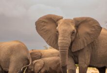 Elephant do not get cancer: हाथी को कैंसर नहीं होती.