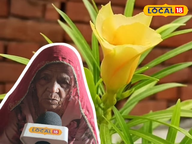 कनेर