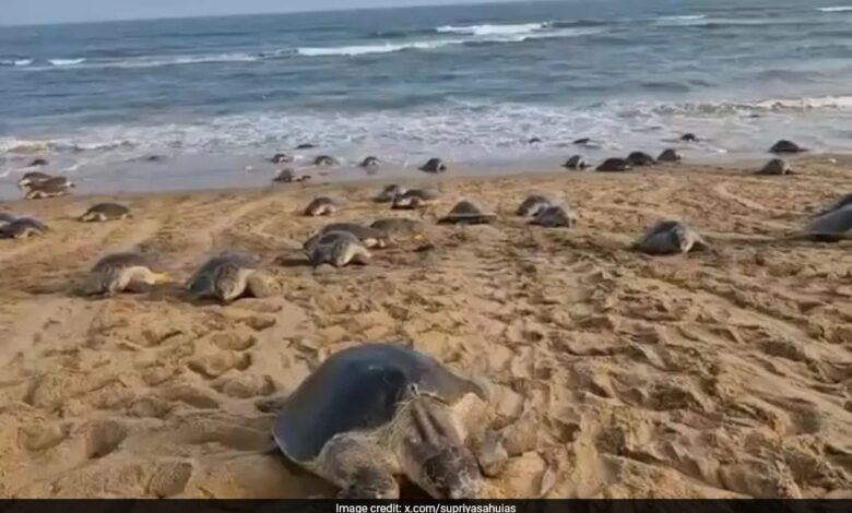 Odisha Tagged Olive Ridley Turtle Travels 1,000 Km To Andhra Coast In 51 Days