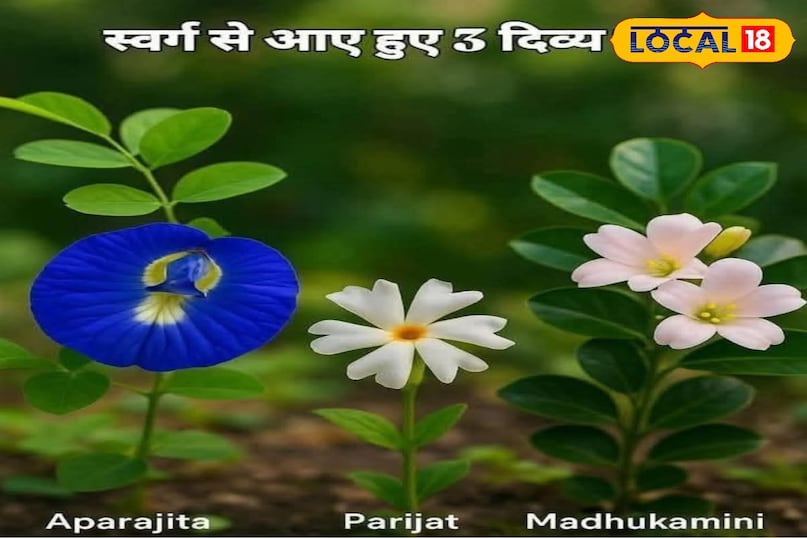 news 18 