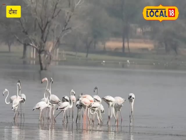 मोरेल