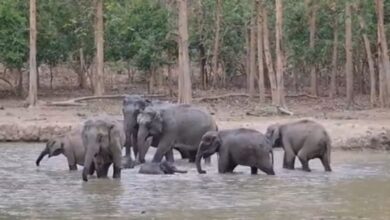 Z+ Security? Elephant Family Forms Protective Circle Around Calf