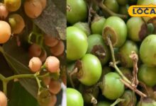 strange tasting fruit available only 3 months in a year