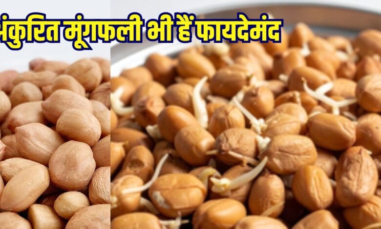 अंकुरित मूंगफली के फायदे: पाचन, दिल और हड्डियों के लिए लाभकारी, ऐसे करें सेवन