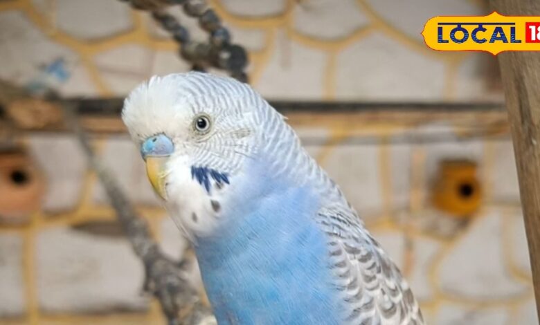 जयपुर का वो हॉस्पिटल जहां उड़कर आते हैं परिंदे और स्वस्थ होकर खुद ही लौट जाते हैं!