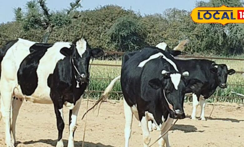 दुधारू पशुओं के लिए खतरनाक है हीट स्ट्रोक, ये लक्षण दिखे तो हो जाए सतर्क