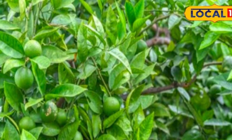 राजस्थान का ये किसान 40 साल से कर रहा नींबू की खेती, हो रही लाखों में कमाई