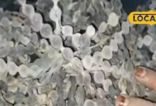 राजस्थान का वो हीलिंग ट्री, जो इंसान और पशु दोनों के लिए है रामबाण, जानें गुण