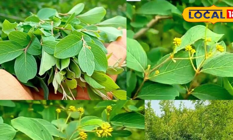 डांग की हरियाली में छिपा है पशुओं का खजाना, इस पेड़ से मिलता है चारा और पोषण, दूध उत्पादन बढ़ाने में है कारगर