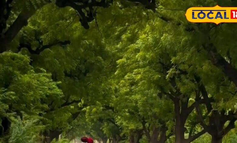 112 साल पुराना नीम कॉरिडोर! अंग्रेजों ने युद्ध के लिए लगाया था जंगल, अब बना राजस्थान का ‘ऑक्सीजन टनल’