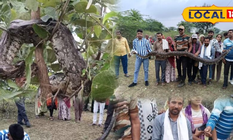 15 Feet Python Found in Bhilwara Field, Forest Team Rescued