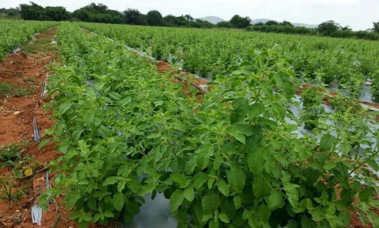 15 हजार लगाकर 3 महीने में कमाएं 3 लाख रुपये, जानें क्या है बिजनेस | business opportunities earn rs 3 lakhs in 3 months by doing tulsi farming samp