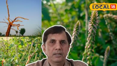 Bharatpur Apamarg Herb Natural Toothbrush Benefits