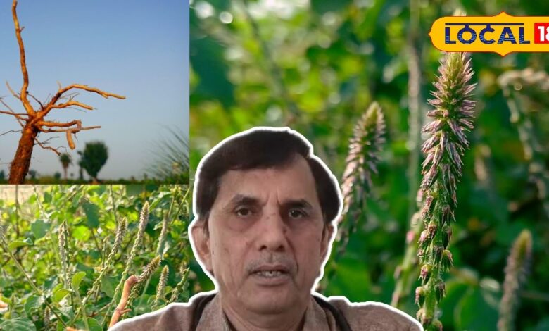Bharatpur Apamarg Herb Natural Toothbrush Benefits