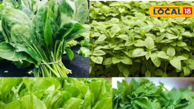 Profit from Vegetables Farming in India