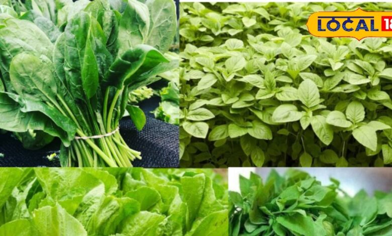 Profit from Vegetables Farming in India