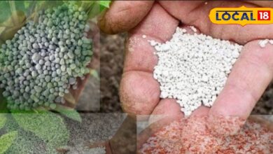 Fertilizer Authenticity Test | Urea & DAP check | Home Based Farming Tips | Crop protection tips
