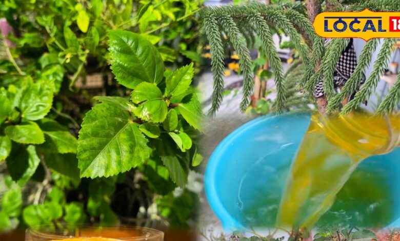 Gardening Tips : घर के सूखते पौधों को दें नई जान, छाछ से पत्तियों को बनाएं हरा-भरा और ताजा !