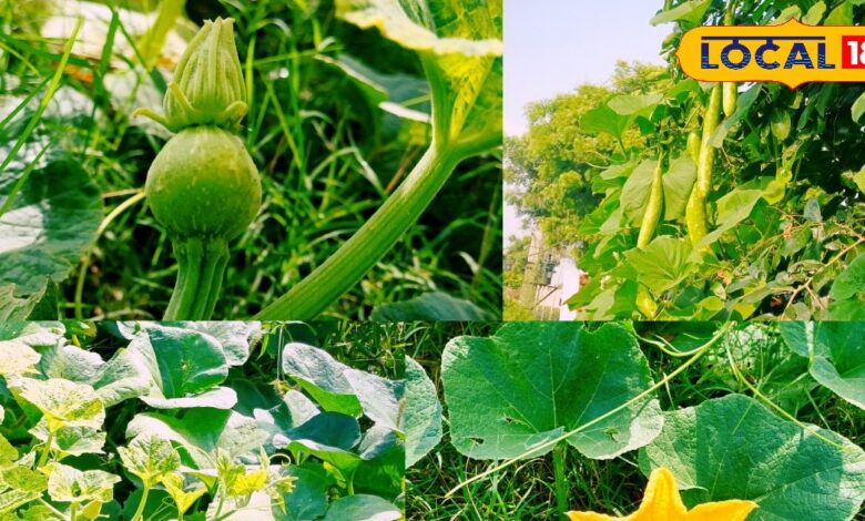 Grow Fresh Bottle Gourd & Pumpkin Vines at Home