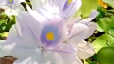 Water Hyacinth Health Benefits & Recipes