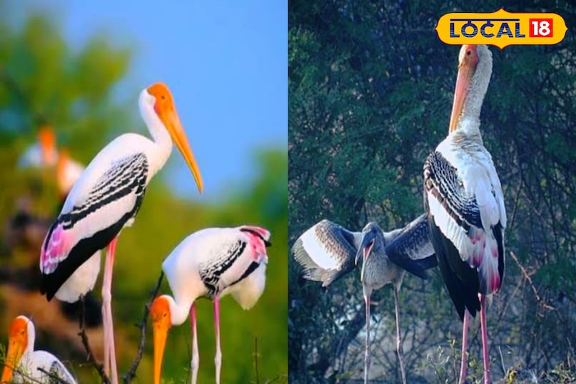 news 18 