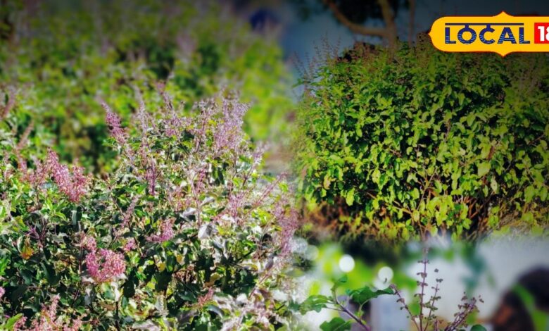 Tulsi Care Tips | Home Gardening Tricks | Organic Fertilizer | Plant Growth Hack | Herbal Garden | Green Tulsi | Desi Gardening Nuskha | Tulsi Plant Care | Gardening at Home | Eco Friendly Tips