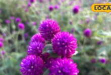 Gardening Tips: गुलटीटी का पौधा बनाएगा आपके गार्डन को खास, और फूलों की खूबसूरती से भर दे हर कोना