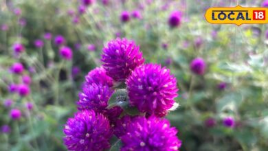 Gardening Tips: गुलटीटी का पौधा बनाएगा आपके गार्डन को खास, और फूलों की खूबसूरती से भर दे हर कोना