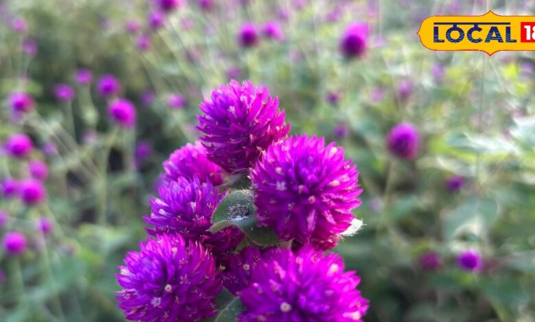 Gardening Tips: गुलटीटी का पौधा बनाएगा आपके गार्डन को खास, और फूलों की खूबसूरती से भर दे हर कोना