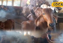 Cow Husbandry Tips: लंपी फिर लौटी तो पशुपालक भी देसी अंदाज में तैयार, नीम-गौमूत्र-सरसों तेल से कर रहे वार!
