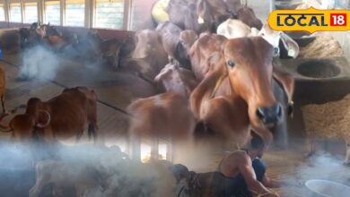 Cow Husbandry Tips: लंपी फिर लौटी तो पशुपालक भी देसी अंदाज में तैयार, नीम-गौमूत्र-सरसों तेल से कर रहे वार!