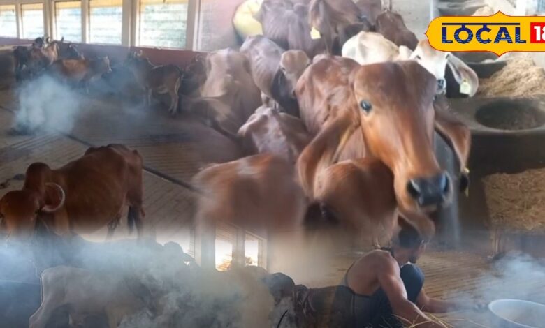 Cow Husbandry Tips: लंपी फिर लौटी तो पशुपालक भी देसी अंदाज में तैयार, नीम-गौमूत्र-सरसों तेल से कर रहे वार!